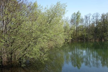 Göl kıyısındaki uzun yeşil ağaçlar suya yansıdı.