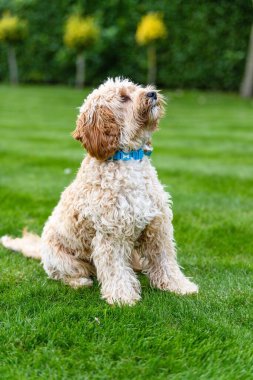 Çimenlerin üzerinde 