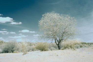 Ormandaki beyaz ağaçların güzel manzarası
