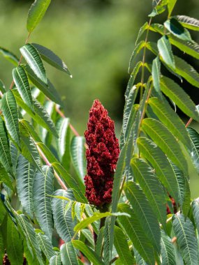 Rhus glabra çiçekli, ağaçlı, dallı bir yakın plan.