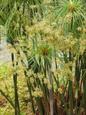 Bir papirüs bitkisinin dikey görüntüsü (Cyperus papirüsü))