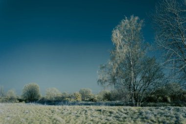 Sabah bembeyaz bir çayır manzarası