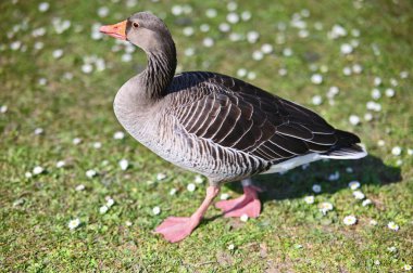 Güneşli bir günde bir tarladaki Greylag kazının seçici odağı