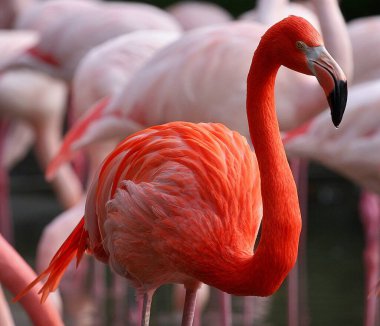 Pembe flamingoların yakınında parlak turuncu bir flamingo.