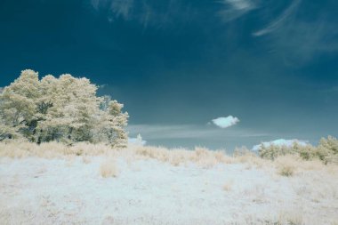 Ormandaki beyaz ağaçların güzel manzarası