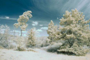 Ormandaki beyaz ağaçların güzel manzarası