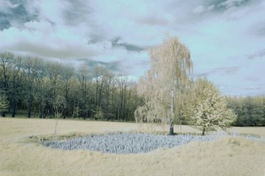 Bulutlu gökyüzünün altında yeşil ağaçlarla çevrili bir tarlada beyaz bir huş ağacı.
