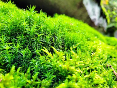 Ormanda seçici yeşil yosun odağı