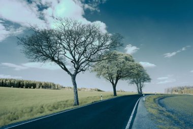 Çayırdaki bir yolun manzarası.