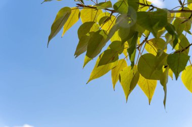 Mavi gökyüzüne karşı bir dalda seçici yeşil yapraklar.