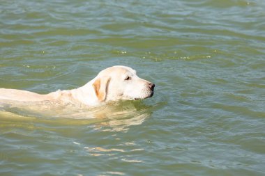 Kanalda yüzen bir labrador.