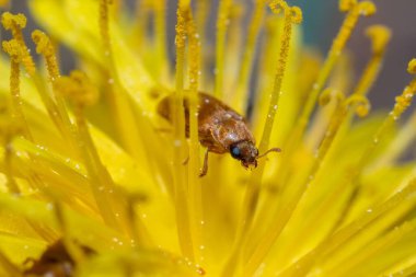 Sarı çiçekli bir böceğin makrosu.