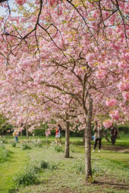 Baharda neşeli bir çiçek ya da sakura.