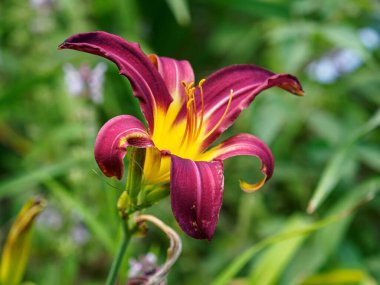 Yeşil arka planda çiçek açan günlük bir çiçek.