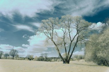 Bulutlu gökyüzünün altında, kış ağaçlarının güzel manzarası.