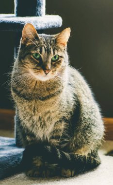 Sevimli bir tekir kedinin yerde oturup bir şeye bakarken dikey görüntüsü.