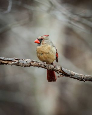 Bir ağaç dalında oturan küçük bir kardinal kuşun dikey yakın çekimi