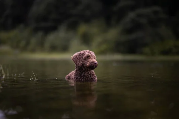 Cute Brown Dog Lake — Stock Photo, Image