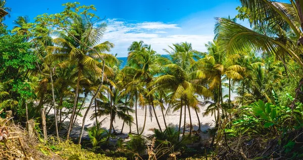 Uma Vista Panorâmica Dos Coqueiros Tropicais Praia Blanchisseuse Trinidad Tobago — Fotografia de Stock