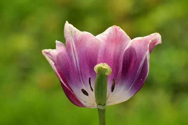 Eine Nahaufnahme Einer Blühenden Rosa Tulpe Mit Gefallenen Blütenblättern — Stockfoto