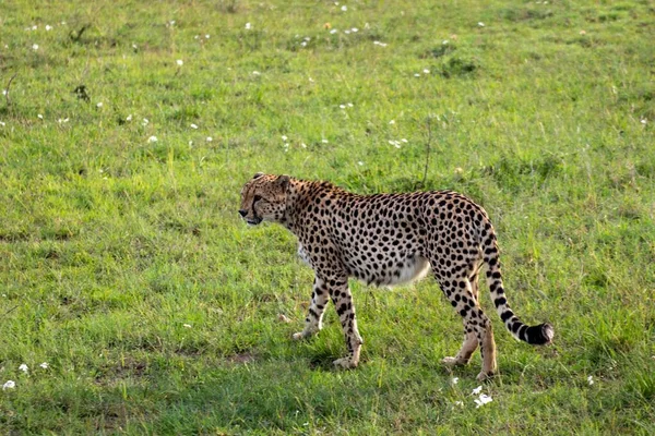 Een Cheeta Acinonyx Jubatus Lopend Het Groene Veld — Stockfoto