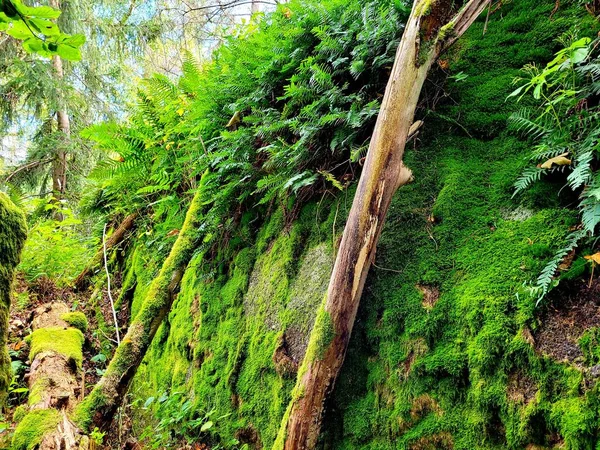 Ein Grüner Bemooster Felsen Mit Baumstämmen Einem Wald — Stockfoto