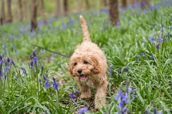 Primer Plano Cachorro Cavapoo Caminando Hierba Con Hermosas Flores —  Fotos de Stock