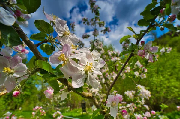 Eine Großaufnahme Einer Apfelblüte Unter Blauem Himmel Konzept Des Frühlings — Stockfoto
