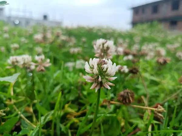 Primer Plano Tréboles Floreciendo Jardín — Foto de Stock