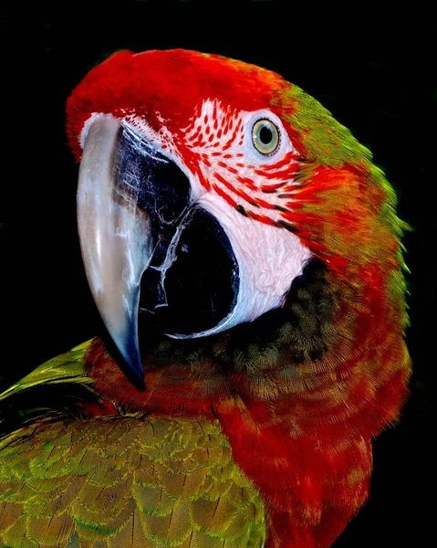 Pionowy Portret Czerwono Zielonej Macaw — Zdjęcie stockowe