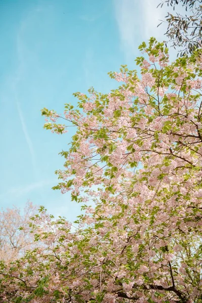 Eine Vertikale Aufnahme Eines Kirschblütenbaums Niedrigen Winkel Gegen Den Blauen — Stockfoto
