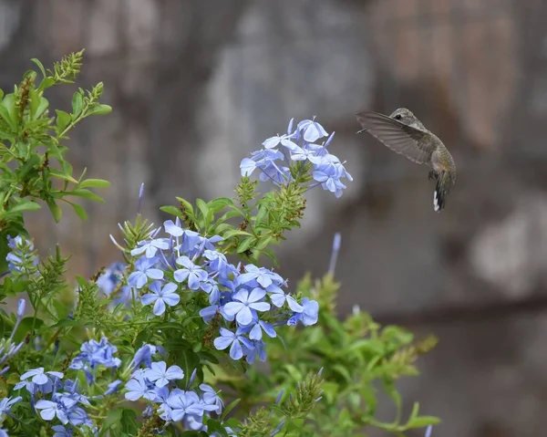 Ein Kolibri Mit Schwarzem Kinn Bei Einigen Umhang Bleiwurzblüten — Stockfoto