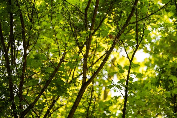 Egy Közönséges Fülemüle Madár Ült Egy Faágon Erdőben — Stock Fotó