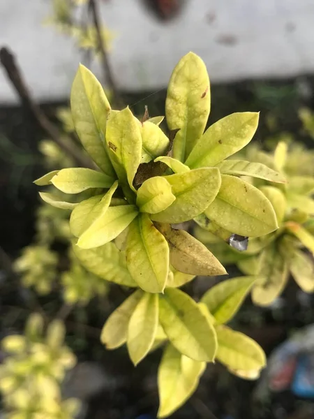 Вертикальный Снимок Домашнего Растения Маленькими Жёлтыми Листьями — стоковое фото
