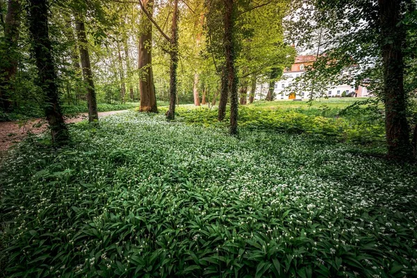 緑の木々に囲まれた森の中の植物の美しい景色 — ストック写真