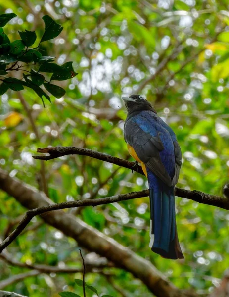 Ein Schwarzköpfiger Trogon Auf Einem Ast — Stockfoto