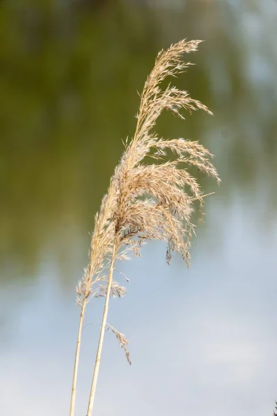 Een Verticaal Shot Van Een Veld Gedroogd Gras Met Wazig — Stockfoto