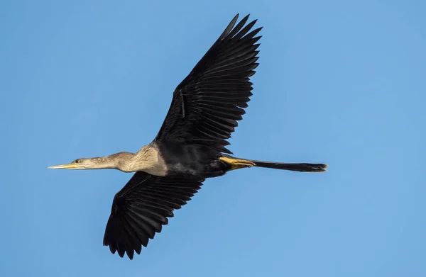 Närbild Bild Grön Häger Butorides Virescens Flyger Den Blå Himlen — Stockfoto