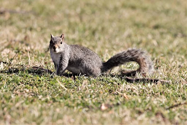 Ein Entzückendes Östliches Grauhörnchen Blickt Garten Die Kamera — Stockfoto