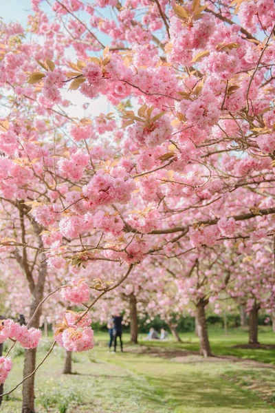 樱花园春天的樱花或樱桃园 — 图库照片