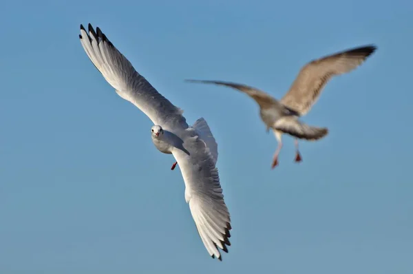 Чайки Летять Проти Ясного Блакитного Неба Варнемунде Балтійському Морі Німеччина — стокове фото