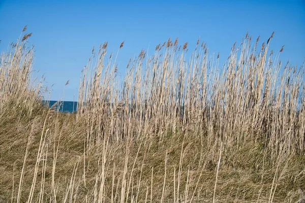 A field of reeds on a sunny bay