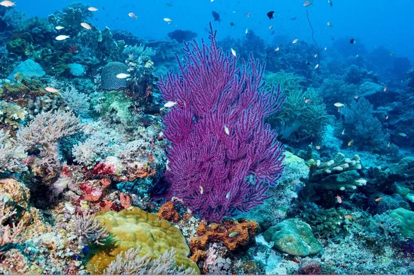 Риби Коралові Рифи Глибинах Тихого Океану — стокове фото