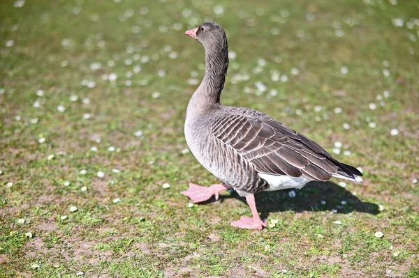 Selective Focus Greylag Goose Field Sunny Day — Stock Photo, Image