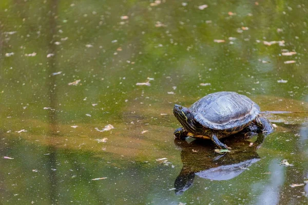 Closeup Cute Turtle Standing Wood Pond — Stock Photo, Image