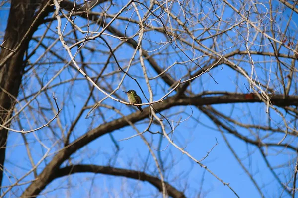 Colibri Sur Une Branche Arbre Automne Chili — Photo