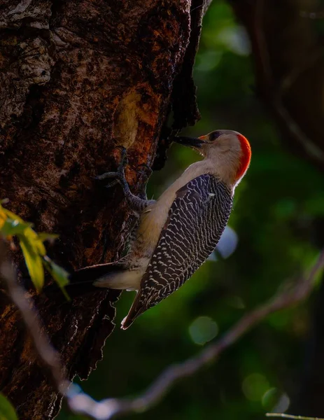 Red Bellied Woodpecker Hitting Tree — Stock Photo, Image