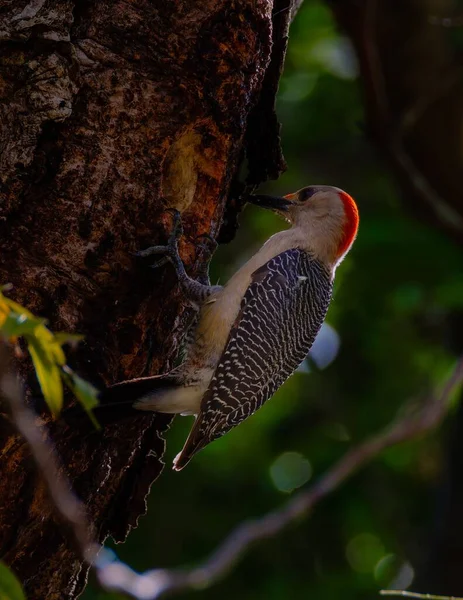 Pájaro Carpintero Vientre Rojo Golpeando Árbol — Foto de Stock