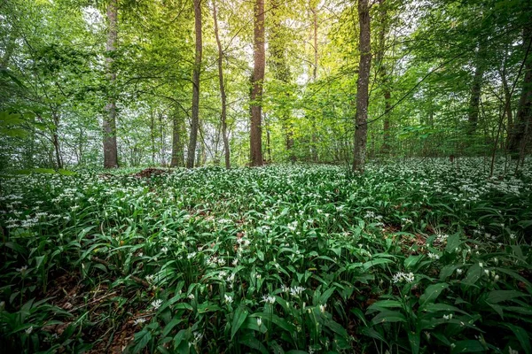 緑の木々に囲まれた森の中の植物の美しい景色 — ストック写真