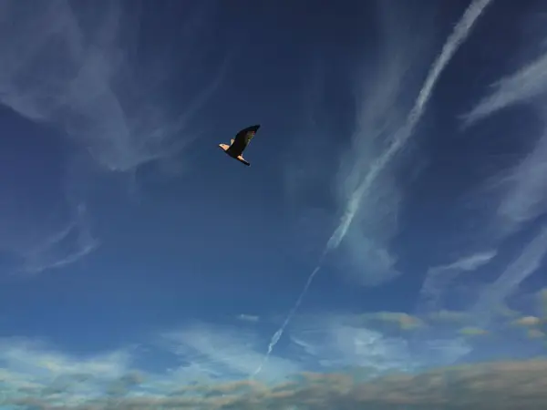 Uma Gaivota Voando Céu Azul Com Nuvens — Fotografia de Stock